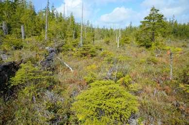 North Pacific Coastal Bog Woodland Subgroup Ericaceous shrubs >25%