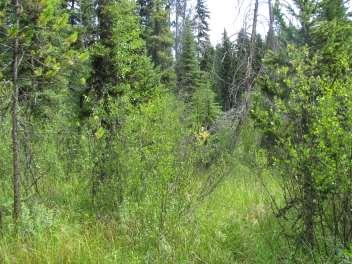 Rocky Mountain Intermediate Fen Carex dominated short Salix (S. farriae, S.