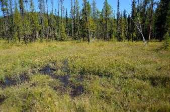 Peat an accumulation of OM due to incomplete decomposition forms in situ What Are Peatlands?