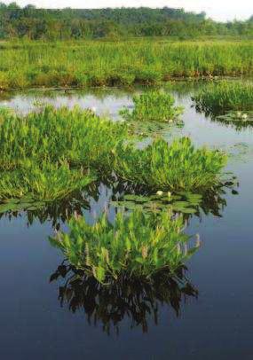 What is a wetland? Wetlands are areas where the soil is always wet or wet frequently enough to be populated by plants specially adapted to wet soils.
