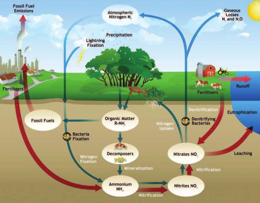 The release of nutrients into the soil is a very important process; there are three main nutrient cycles that affect soil.
