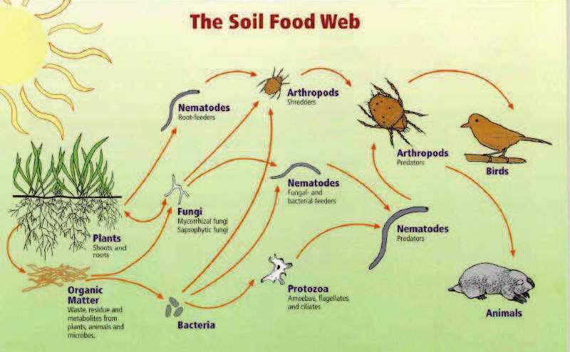 An incredible diversity of organisms makes up the soil food web.