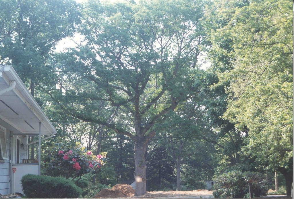White Oak, estimated age 100-150 yrs.