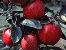 Crop Profile for Apples in Ohio Prepared: October, 1999. General Production Information (Rosaceae Malus domestica) Acres in Ohio (bearing): 7,900 (3) Percent of US Acreage/Rank:1.