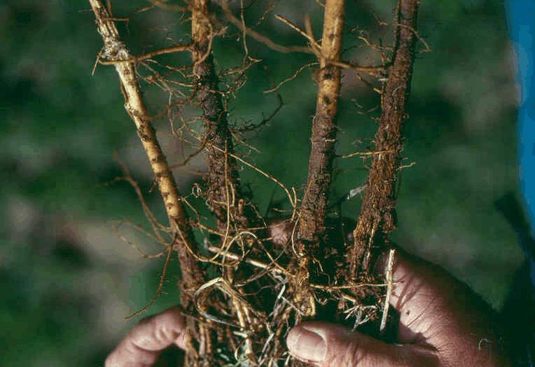 first photo showing winterkill of an alfalfa plant due to BRR; alfalfa plant removed from the 3-year-old stand shown in first photo showing severe rot of the tap root caused by BRR (note adjacent