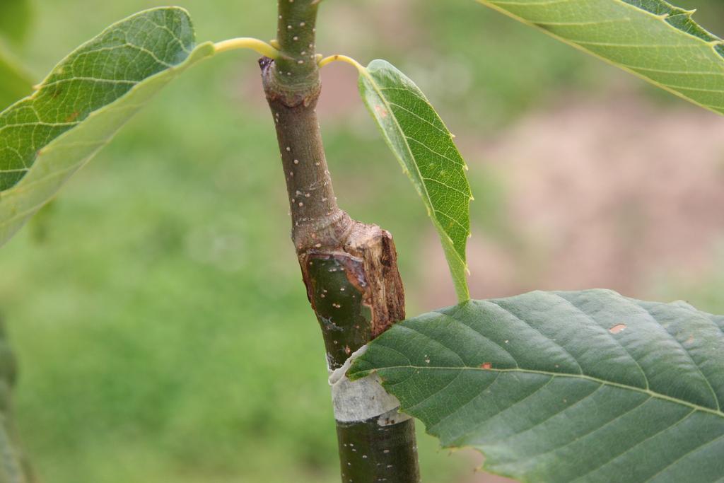 Grafting Study Summary Grafting on to new wood (TYW) yields the highest percentage of high