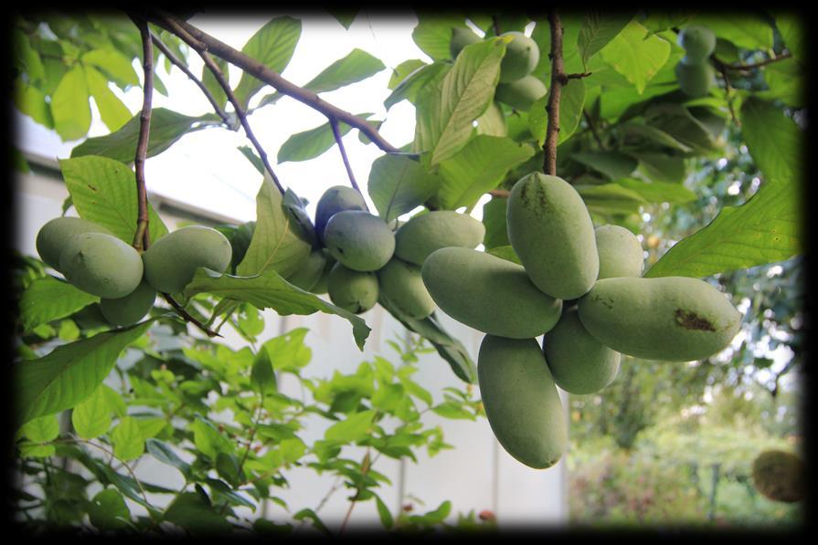 Propagation of Pawpaw and All