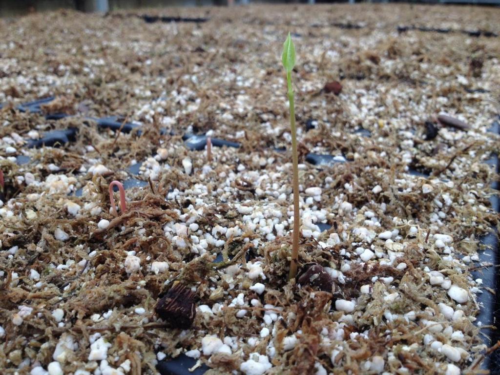 Pawpaw Sowing Problems: Overwintering of seedlings: