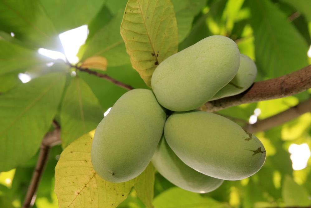 Pawpaw in Slovenia 3 commercial Orchards Production at Drevesnica Marko Viher Active internet forum and