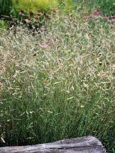Sword-like arching foliage will spreads by rhizomes and will grow in boggy areas or the moist shady border.