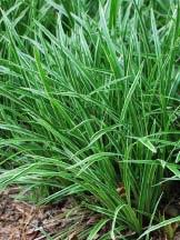 PP#21002 Carex glauca Blue Zinger Blue Sedge Gracefully arching blue grass-like foliage is somewhat more clump forming than the straight species and is a bit taller at