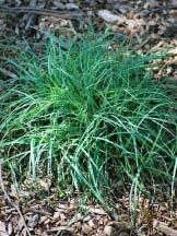 Prefers well-drained soil and may be short-lived at only 2-3 years.
