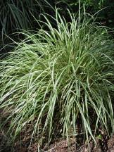 This mostly evergreen sedge is a southeast and south central U.S.