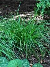 Carex oshimensis EverColor Everest Sedge Dark green narrow leaves are edged with cool white stripes offering a clean crisp contrast in the rock garden or container.