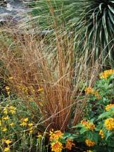 12 Carex is a soft green color with a golden edge. The effect is a lovely golden glow in a dark spot.