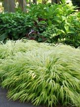 It can be used in ground cover plantings, in the rock garden, or as an edging plant.