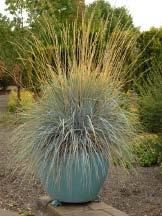 com 99 Aureola Perennial Plant of the Year 2009 The graceful arching stems of this Japanese native spread slowly by rhizomes creating loose, cascading