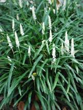 Zones 4-10 Liriope muscari Monroe White Lilyturf Liriope grows best in acid soil in partial to full shade, which protects it from sun damage in both summer