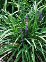 ) Zones 4-10 Liriope muscari Variegata Variegated Lilyturf Variegata Liriope has the same excellent qualities as the solid green Liriope, but with the