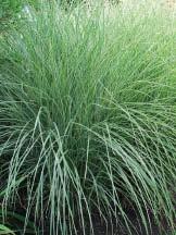 Silberpfeil Silver Arrow Grass Much like Variegatus in size and color, Silver Arrow Grass is 5 6 in height with brighter white variegation on the 1/4 1/2 wide