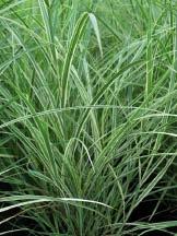 Nassella tenuissima Mexican Feather Grass The finest wispy green blades to 18 add remarkable texture to the rock garden or perennial border.