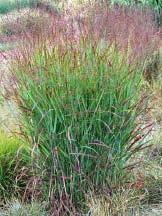 bigger Miscanthus varieties. Big and bold, it can reach 6 in average-to-moist soil in full sun to light shade.