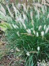 Cassian Cassian Fountain Grass This is a compact, strong-growing 2-3 Fountain Grass, the green leaves of which are tinged with red in the fall.