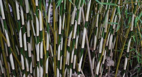 Fargesia robusta Robust bamboo Dense clumping foliage has an erect growth habit and a height of 16-18 making it a great choice for a screen, tall hedge or specimen.