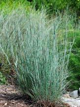 Zones 3-10 Zones 3-10 Zones 7-9 Seslaria autumnalis Autumn Moor Grass A cool-season grass from the mountainous regions of Italy and Albania, fine-textured upright yellowish-green