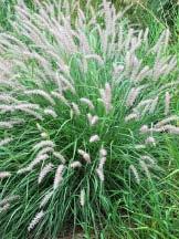 Pennisetum setaceum Rubrum Purple-leaved Fountain Grass Striking maroon leaves keep their color all summer, and the 6 8 long maroon seed heads are lovely from June until frost on this