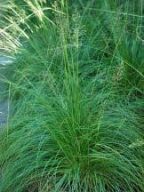 The foliage grows 2 tall and is tolerant of wet conditions. Phalaris arundinacea is an aggressive native species that spreads rapidly.