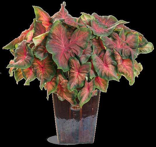 Caladiums are tropical plants and require consistent high growing temperatures.