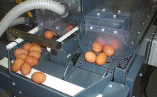 Modified models in this range may also be used to clean commercial/ table eggs on plastic trays.