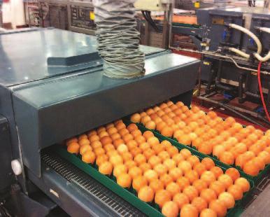 Series 3-4000 Standard Twin Track will clean and sanitise up to 18,000 hatching eggs per hour on trays up to 13 inches/33cm wide. Suitable for use in central egg rooms and hatcheries.