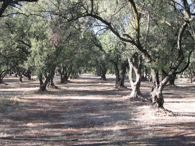 have been subject to historically irregular care and maintenance, that they have produced olive (Olea europaea) related products notwithstanding this regime of care, and continue to do so today.