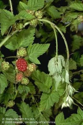 Raspberry Horntail Wilted tips of canes Infest vegetative canes/tender growth Larva has