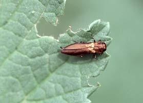 Rose Stem Girdler Flatheaded beetle