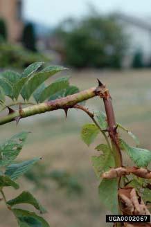 Rose Stem Girdler Girdling causes canes to wilt and they may die Girdling in 1 st year canes produces gall-like swelling In everbearing & varieties with extremely succulent 1 st year growth,