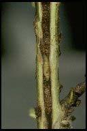 Rose Stem Girdler 1 generation per year Winter is spent as mature larva within the pith of cane Pupate in the spring Adults emerge,