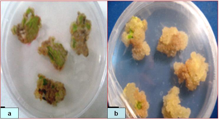 444 Afr. J. Biotechnol. Figure 1. The left panel (a) shows the callus initiation from leaf explants of D. stramonium in the treatment with 2 mg/l 2,4- D in combination with 0.
