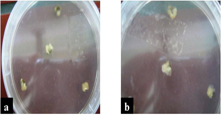 446 Afr. J. Biotechnol. Figure 2. The left panel (a) shows the embryo-derived calli in the treatment containing 2 mg/l 2,4-D 15 days after culture. Some greenish parts are seen in the two upper calli.