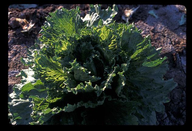 Lettuce Big Vein Mirafiori lettuce big-vein virus