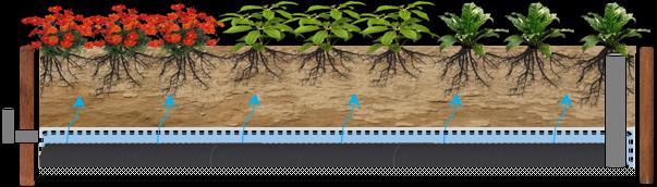 At this depth there is not only enough room for the vegetable roots to develop properly the drier soil on the surface reduces the number of weed seeds that germinate.