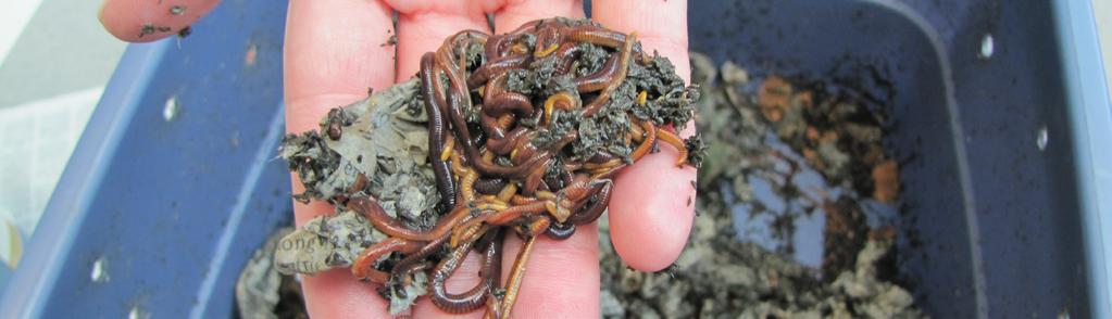 Vermicomposting (earthworm composting) turns many types of kitchen food scraps into nutritious soil amendments or growth media for plants.