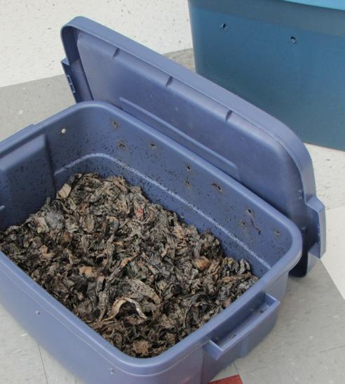 oxygen for your earthworms, drill holes on the upper sides of the bin near the lid. Do not drill holes in the lid, as they will let in light and dry out your bedding.