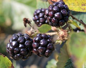 PRUNING: Brambles must be pruned to maintain a healthy, productive plant.