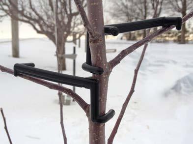 Training Young Trees Pruning in Year Two and Beyond Many people prune their fruit trees in early spring.
