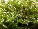 There are three main groups of Moss Type 1: Hypnum and Eurhynchium species Fern-like mosses usually trailing amongst the grass stems.