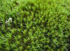 Type 2: Type 3: Ceratodon purpureus and Bryum species Tufted or mat-forming mosses that are particularly common on excessively acid soils.