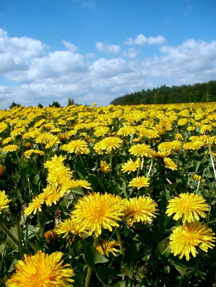 Dandelions are perennial weeds: Dandelions Pull or dig out